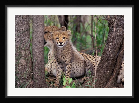Framed Cheetah Cubs, Phinda Preserve, South Africa Print