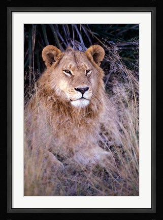 Framed African Lion, Botswana Print
