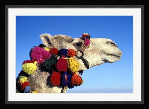 Framed Colorfully Decorated Tourist Camel, Egypt Print