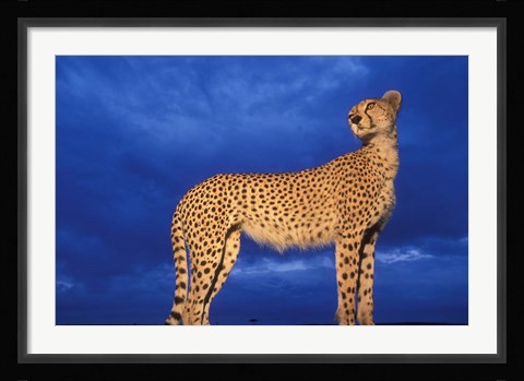 Framed Cheetah at Dusk, Masai Mara Game Reserve, Kenya Print