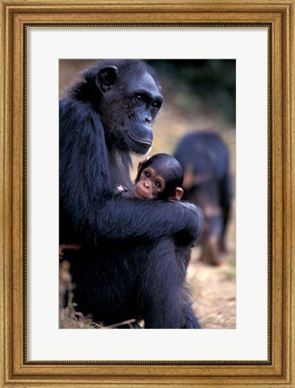 Framed Female Chimpanzee Cradles Newborn Chimp, Gombe National Park, Tanzania Print
