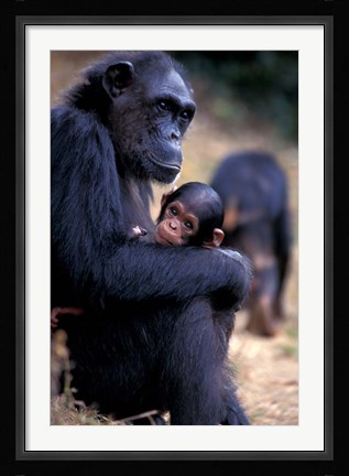 Framed Female Chimpanzee Cradles Newborn Chimp, Gombe National Park, Tanzania Print