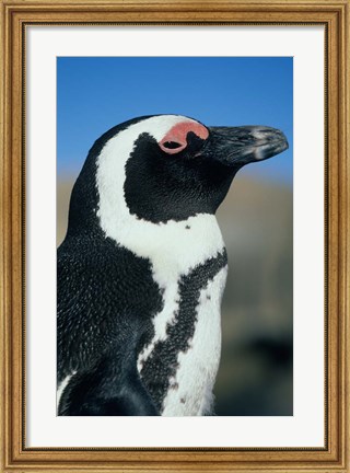 Framed Close up of an African Penguin, Cape Peninsula, South Africa Print