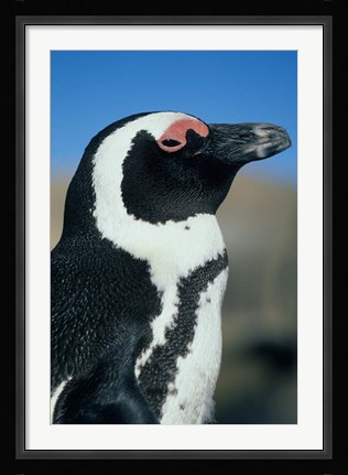 Framed Close up of an African Penguin, Cape Peninsula, South Africa Print