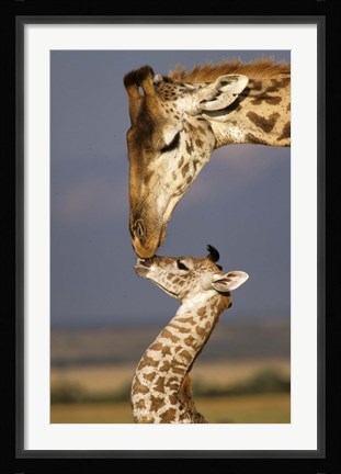 Framed Giraffe, Masai Mara, Kenya Print