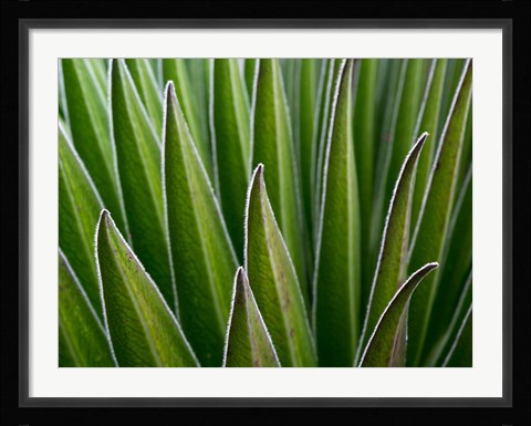 Framed Giant Lobelia rosette of leaves, Kenya Print
