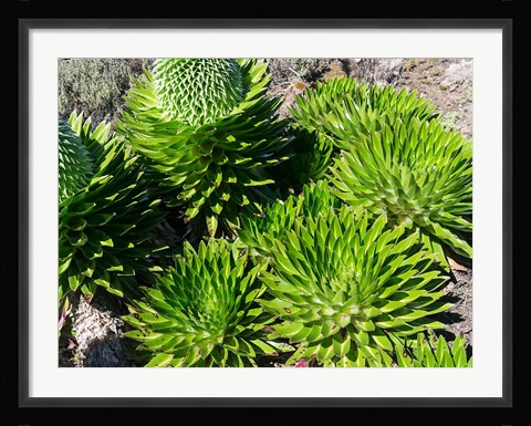 Framed Giant Lobelia, Lobelia deckenii, in Mount Kenya NP, Kenya, Africa. Print