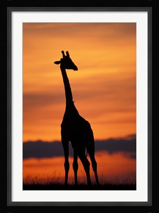 Framed Giraffe Silhouetted, Masai Mara Game Reserve, Kenya Print