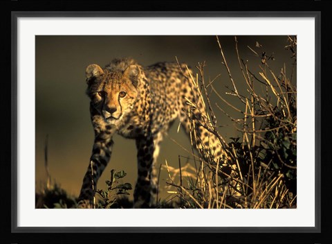 Framed Cheetah Cub in Short Grass, Masai Mara Game Reserve, Kenya Print