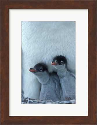 Framed Gentoo Penguin Chicks, Port Lockroy, Wiencke Island, Antarctica Print