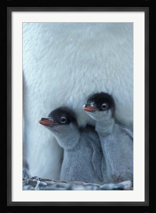 Framed Gentoo Penguin Chicks, Port Lockroy, Wiencke Island, Antarctica Print