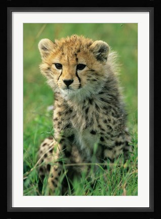 Framed Cheetah, Tanzania, Serengeti NP, Cheetah cub Print