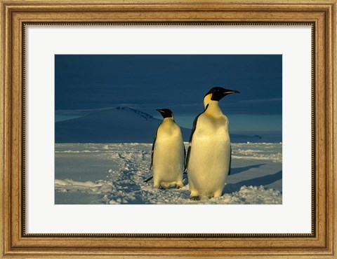Framed Emperor Penguins, Mt. Melbourne, Antarctica Print