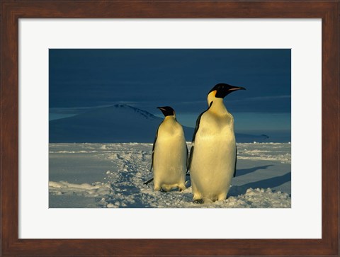 Framed Emperor Penguins, Mt. Melbourne, Antarctica Print