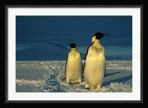 Framed Emperor Penguins, Mt. Melbourne, Antarctica Print