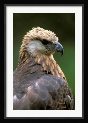 Framed Giant Coua Sunbathing, Berenty Private Reserve, Madagascar Print