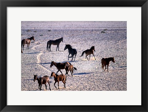 Framed Herd of Wild Horses, Namib Naukluft National Park, Namibia Print