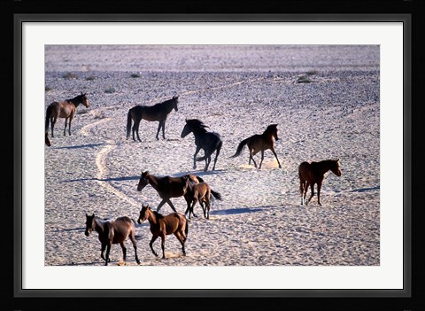Framed Herd of Wild Horses, Namib Naukluft National Park, Namibia Print