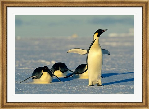 Framed Emperor Penguins, Antarctica, Atka Bay, Weddell Sea Print