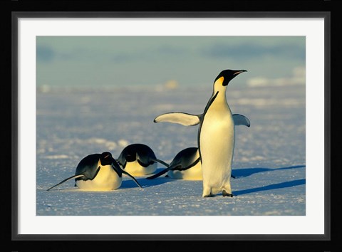 Framed Emperor Penguins, Antarctica, Atka Bay, Weddell Sea Print
