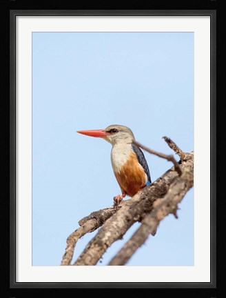 Framed Grey-headed Kingfisher, Tanzania Print