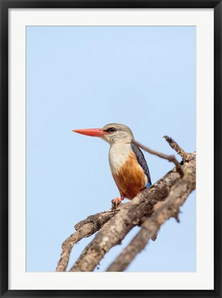 Framed Grey-headed Kingfisher, Tanzania Print