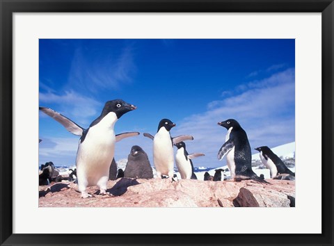 Framed Adelie Penguin Rookery, Petermann Island, Lemaire Channel, Antarctica Print