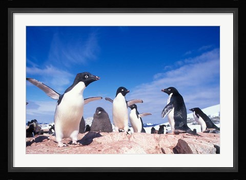 Framed Adelie Penguin Rookery, Petermann Island, Lemaire Channel, Antarctica Print