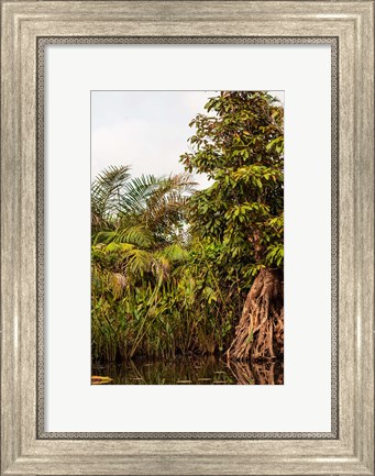Framed Africa, Liberia, Monrovia. Plantlife along the Du River. Print