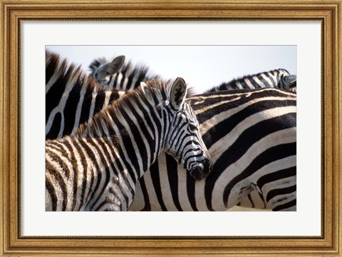 Framed Black and White Stripe Pattern of a Plains Zebra Colt, Kenya Print