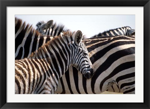 Framed Black and White Stripe Pattern of a Plains Zebra Colt, Kenya Print