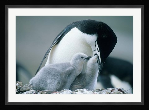 Framed Chinstrap Penguins, Deception Island, Antarctica Print