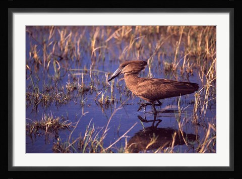 Framed Hamerkop, Okavango Delta, Botswana Print