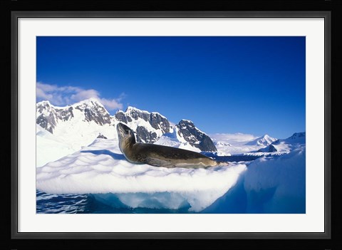 Framed Antarctica, Boothe Island, Leopard Seal, iceberg Print