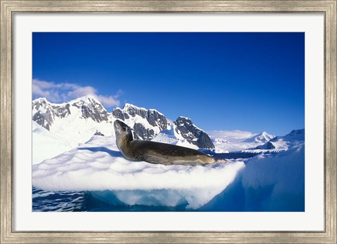 Framed Antarctica, Boothe Island, Leopard Seal, iceberg Print