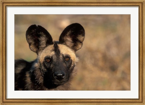 Framed Botswana, Chobe NP, African Wild Dog, Savuti Marsh Print