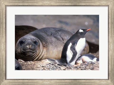 Framed Gentoo Penguin&#39;s Nest By Elephant Seals, Hannah Point, Livingston Island, Antarctica Print