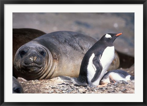 Framed Gentoo Penguin's Nest By Elephant Seals, Hannah Point, Livingston Island, Antarctica Print