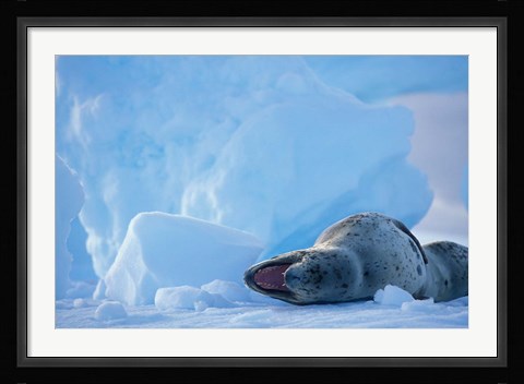 Framed Antarctica, Boothe Isl, Lemaire Channel, Leopard Seal Print