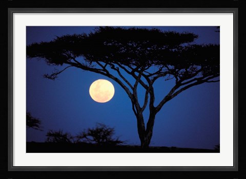 Framed Acacia Tree in Moonlight, Tarangire, Tanzania Print