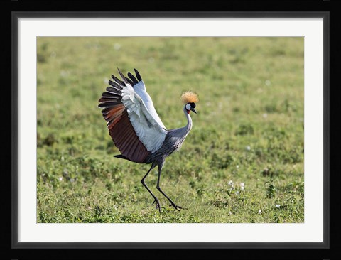 Framed Africa, Tanzania, Ngorongoro Crater. Grey Crowned Crane dancing. Print