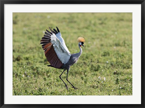 Framed Africa, Tanzania, Ngorongoro Crater. Grey Crowned Crane dancing. Print