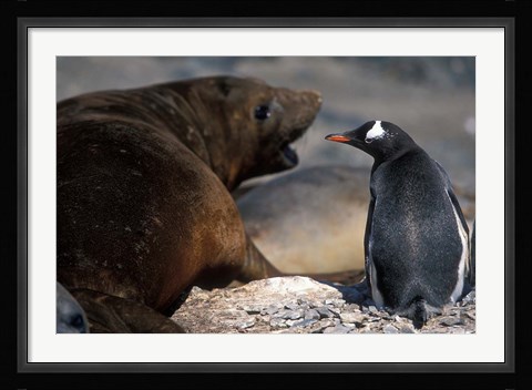 Framed Antarctica, Livingston Island, Gentoo penguin Print