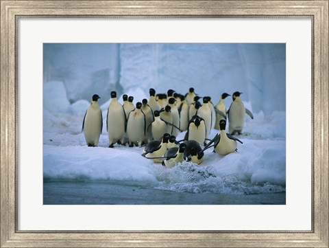 Framed Emperor Penguins, Cape Roget, Ross Sea, Antarctica Print