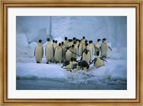 Framed Emperor Penguins, Cape Roget, Ross Sea, Antarctica Print