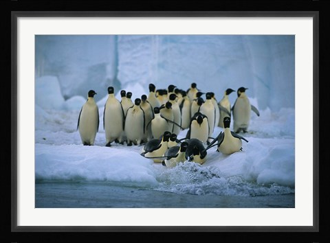 Framed Emperor Penguins, Cape Roget, Ross Sea, Antarctica Print