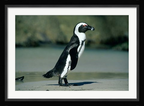 Framed African Penguin, Cape Peninsula, South Africa Print
