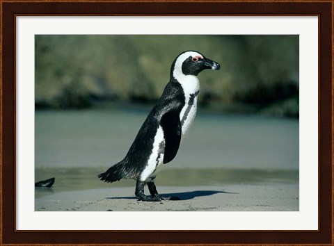 Framed African Penguin, Cape Peninsula, South Africa Print