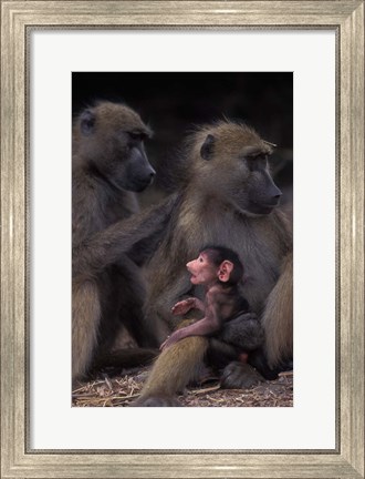 Framed Botswana, Chobe NP, Chacma Baboon primate, Chobe River Print
