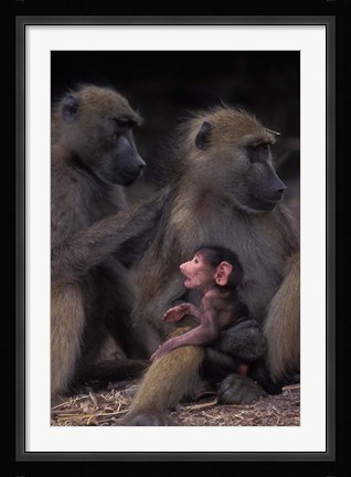 Framed Botswana, Chobe NP, Chacma Baboon primate, Chobe River Print